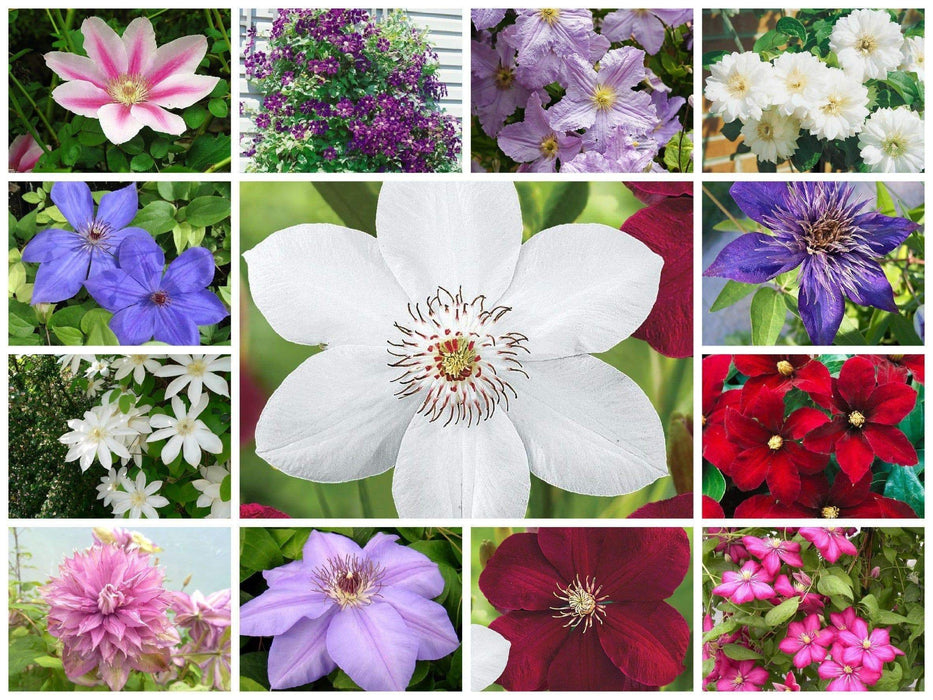 Garden Wonder Clematis Mix Early, A delightful surprise of Large-flowered Vine,Now Shipping! - Caribbeangardenseed