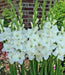 Gladiolus bulbs (corms) - Alaska White. (10 Bulbs),flowering, Perennial. - Caribbeangardenseed
