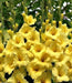 Gladiolus bulbs (corms) - Beautiful sunny yellow gladiolus (10 Bulbs) - Caribbeangardenseed