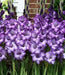 10 Gladiolus bulbs (corms) - Blue Sky. ( Bulbs),flowering, Perennial. - Caribbeangardenseed