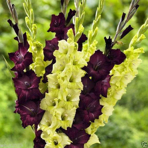 Gladiolus bulbs (corms) - "Espresso" Darkest Red Gladiolus (30 Bulbs), Perennial - Caribbeangardenseed