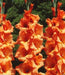 Gladiolus bulbs (corms) Peter Pears -(10 Bulbs),, Perennial, - Caribbeangardenseed