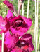 Gladiolus bulbs,Plum Tart( Bulbs) Summer flowering, Perennial - Caribbeangardenseed
