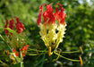 Gloriosa Lily,Lily ( Bulb) - Crimson Red/Yellow Perennial Vine - Caribbeangardenseed