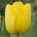 Golden Parade Tulip Bulbs,(25 Bulbs) Huge flowers,Now shipping - Caribbeangardenseed