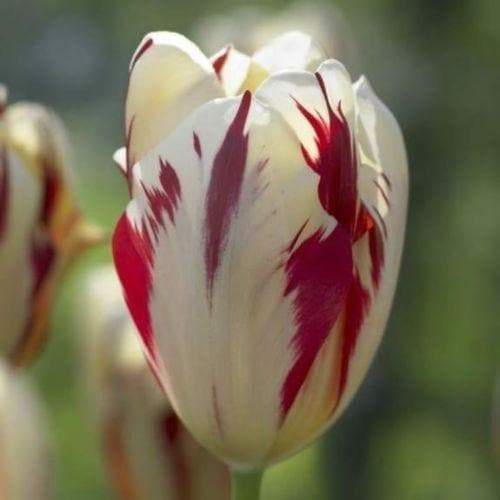 Grand Perfection Tulip Bulbs - Fall Planting Bulbs! - Caribbeangardenseed