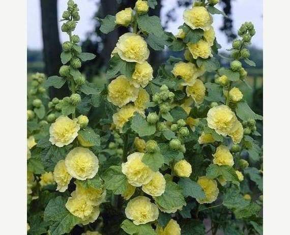 Hollyhock Plant Yellow-Double, (2 plant/roots) Great cut flower, Attracts butterflies, Attracts hummingbirds, Alcea rosea. - Caribbeangardenseed