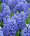 Hyacinth bulbs,Blue Jacket (Blue) Great for indoor - Caribbeangardenseed