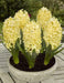 Hyacinth bulbs,Yellow Queen (Yellow) Brigh yellow - Caribbeangardenseed