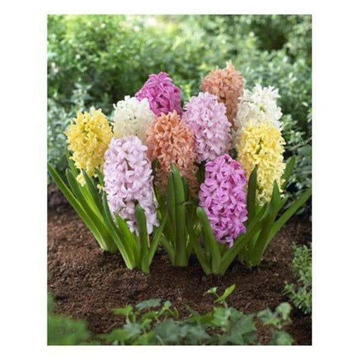 Hyacinth orientalis Mix,Great for Containers - Caribbeangardenseed