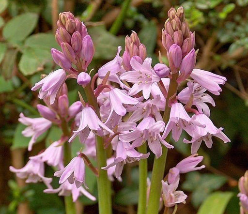 HYACINTHOIDES HISPANICA Pink (BULBS)A.K.A Wood Hyacinth or Spanish Bluebells - Caribbeangardenseed