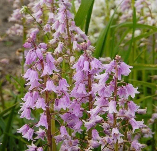 HYACINTHOIDES HISPANICA Pink (BULBS)A.K.A Wood Hyacinth or Spanish Bluebells - Caribbeangardenseed