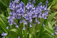 Spanish Bluebells ( BULBS) Wood Hyacinth - Caribbeangardenseed