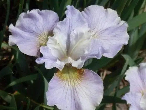 IRIS SIBIRICA 'Dawn Waltz ('3 Plant) Bloom,Early and mid-spring - Caribbeangardenseed