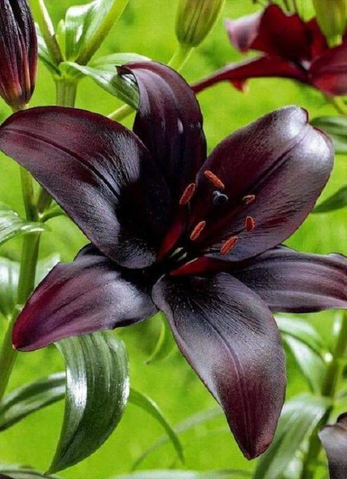 Lilium Midnight Mystery ( 3 bulbs) Pots and Planters,Cut Flowers. Perennial - Caribbeangardenseed