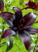 Lilium Midnight Mystery ( 3 bulbs) Pots and Planters,Cut Flowers. Perennial - Caribbeangardenseed