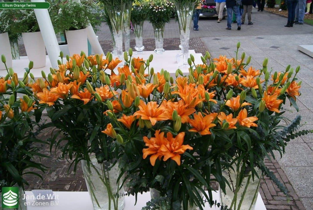 Lily Orange Twins (4 bulbs) real thriller in the garden .Perennial - Caribbeangardenseed