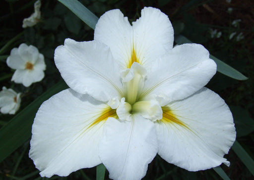 Louisiana Iris "Marie Dolores" (2 tuber/rhizomes) 2 year division. Bloom,Early and mid-spring" - Caribbeangardenseed