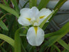 Louisiana Iris "Marie Dolores" (2 tuber/rhizomes) 2 year division. Bloom,Early and mid-spring" - Caribbeangardenseed