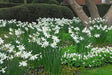 Daffodil Bulb- Thalia, WHITE Mini ,fall planting - Caribbeangardenseed