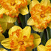 Daffodil BLAZING STARLET Bulbs , Top size 14/16 cm - Caribbeangardenseed