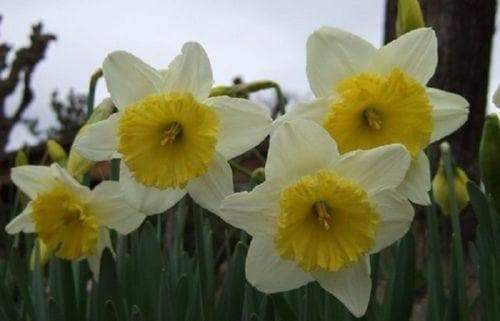 Daffodil NARCISSUS SALOME ,Large Bulb Size! 14-16 cm Perennial Shipping now - Caribbeangardenseed
