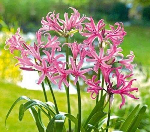 Nerine Lily ( 2 Plants) Guernsey Lily, Jersey Lily, Spider Lily - Caribbeangardenseed