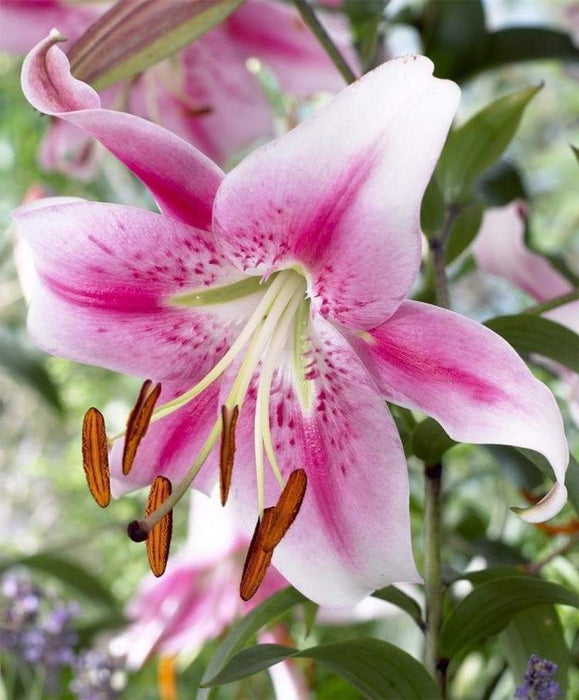 Oriental Lily Bulbs (Anastasia) real thriller in the garden .Perennial - Caribbeangardenseed