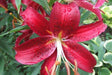 Oriental Lily Bulbs (Miss Feya) real thriller in the garden .Perennial - Caribbeangardenseed