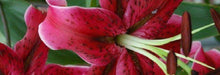 Oriental Lily Bulbs (Miss Feya) real thriller in the garden .Perennial - Caribbeangardenseed