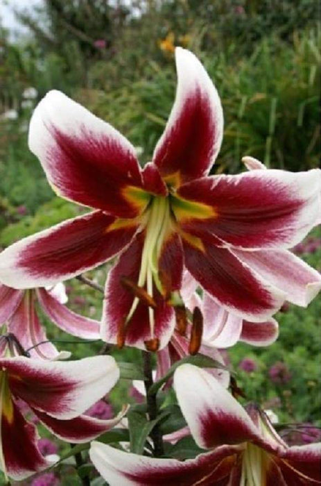 Oriental Lily Bulbs (Miss Lily) real thriller in the garden .Perennial - Caribbeangardenseed