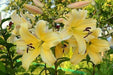 Oriental Lily Bulbs (Orania) real thriller in the garden .Perennial - Caribbeangardenseed