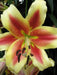 Oriental Lily Bulbs (Shocking) real thriller in the garden .Perennial - Caribbeangardenseed