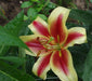Oriental Lily Bulbs (Shocking) real thriller in the garden .Perennial - Caribbeangardenseed