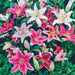 Oriental Lily mix, Bulb, Gorgeous flowers with captivating fragrance,Perennial, - Caribbeangardenseed
