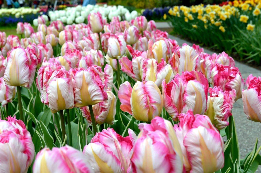 Pink Vision, Parrot Tulip Bulb-fall planting - Caribbeangardenseed