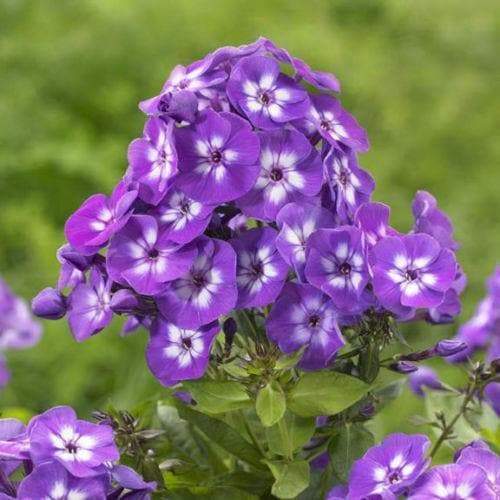 Phlox paniculata ‘Purple Kiss’ Summer Phlox -Purple (Plant/ Root) - Caribbeangardenseed