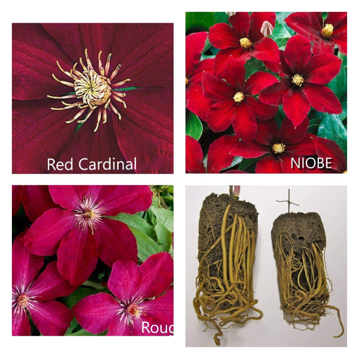 Red Cardinal Clematis Mix (Bare Root) Early, Large-flowered Vine,Now Shipping ! - Caribbeangardenseed