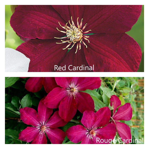 Red Cardinal Clematis Mix (Bare Root) Early, Large-flowered Vine,Now Shipping ! - Caribbeangardenseed