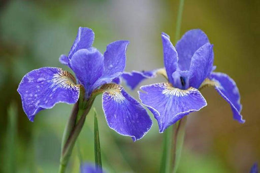 Siberian Iris, Silver Edge ('Bareroot) Perennial - Caribbeangardenseed