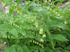 Solomon Seal White (Plant/ Roots) Shade Loving - Caribbeangardenseed