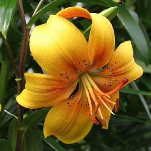 Tiger Lily- Lazy Lady, (3 Bulb/Plants) Gorgeous flowers - Caribbeangardenseed