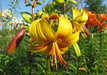 Tiger Lily- Lazy Lady, (3 Bulb/Plants) Gorgeous flowers - Caribbeangardenseed
