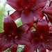 Tiger Lily- Night Flyer, (3 Bulb/Plants) Perennial, Lilium lancifolium - Caribbeangardenseed