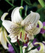 Tiger Lily- White, (3 Bulb/Plants) Snow white speckled beauties, - Caribbeangardenseed