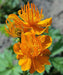 Trollius (Bareroot Globeflower) chinensis ‘Golden Queen, RHS Award, Perennial - Caribbeangardenseed
