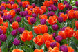 Tulip Bulb- Windy City Collection, bold colors guaranteed to please - Caribbeangardenseed