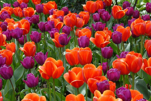 Tulip Bulb- Windy City Collection, bold colors guaranteed to please - Caribbeangardenseed