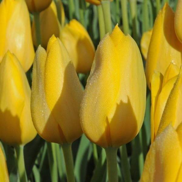 Tulip Bulbs- Muscadet, This bright golden yellow, pointed petals, Single Late Tulip, produces a stunning flower in late April/May - Caribbeangardenseed