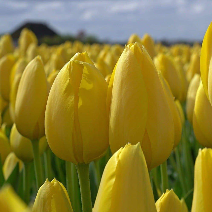 Tulip Bulbs- Muscadet, This bright golden yellow, pointed petals, Single Late Tulip, produces a stunning flower in late April/May - Caribbeangardenseed